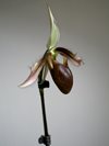 Paphiopedilum dayanum (Orchids & more) 